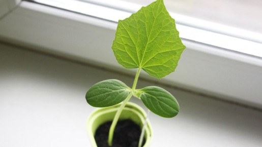 ����������� ������� � ��������: ������� ���������� �������