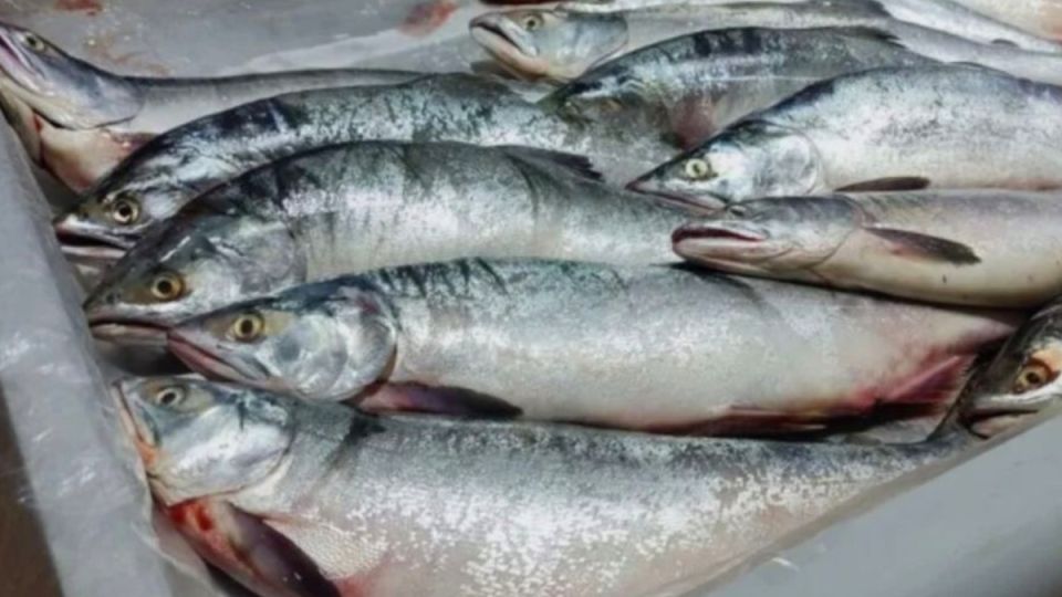 Как использовать рыхлую горбушу: 5 кулинарных решений для экономных домохозяек