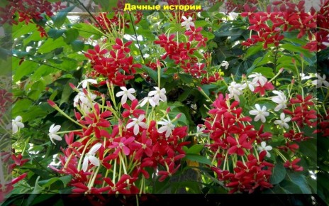 ��������� ��������� �����, ������� �������� ��������