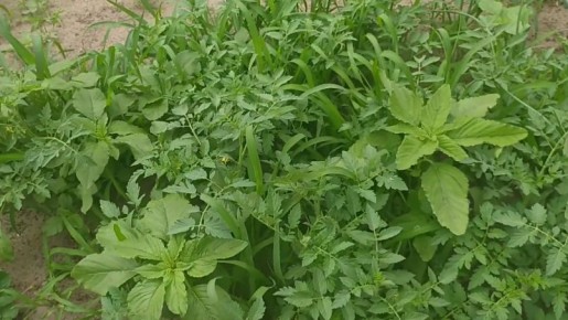 ��� ���������� �� ������ � ��������: ������ �������� ��������� �� �������