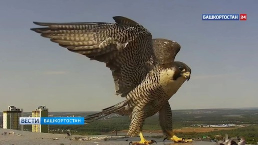 � ��� �������� ������-���������� � ����� ����������� �������-��������