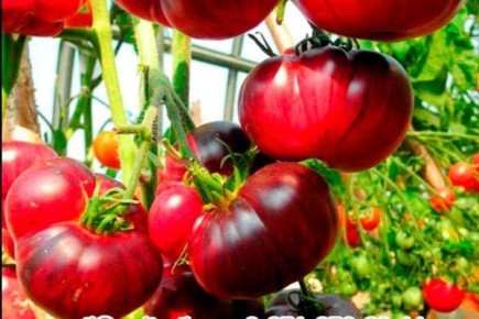 ����������� �������������: ��� ������� ����������� ������