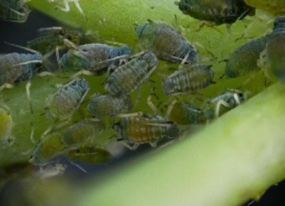 ����������� ������ ������ ��������: �������� ����� ������ ���