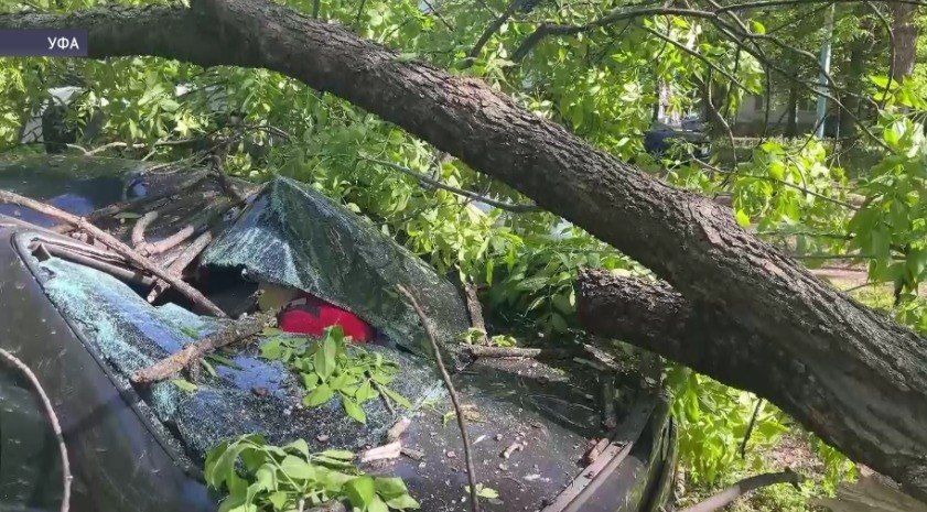 В Уфе дерево упало на припаркованные автомобили
