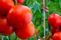 Секреты успешного выращивания томатов сорта Ангел