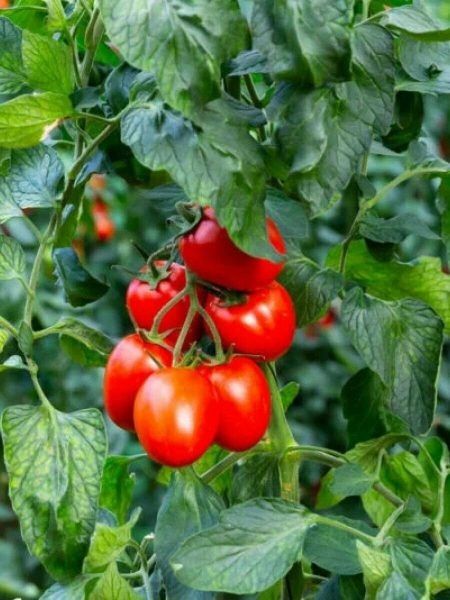 Божий дар среди помидоров: неприхотливый ранний сорт с ярким вкусом