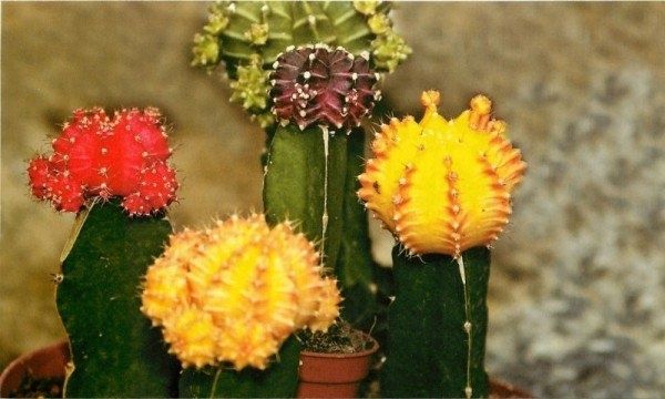 Секреты ухода: подрезка кактусов как ключ к их процветанию