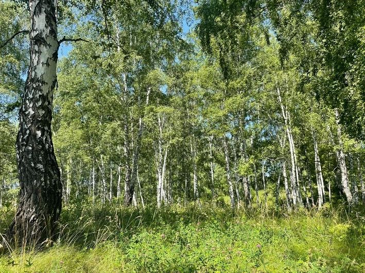 В Башкирии с «чёрного лесоруба» взыскали два миллиона рублей