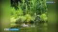 Косуля, плывущая по реке Уфе, попала на видео