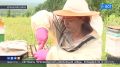 Пчеловоды Башкирии рассказали, ожидается ли дефицит мёда