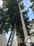 К хорошим новостям!. Пушистик забрался на дерево на высоту 5 метров, а обратно спуститься самостоятельно не смог
