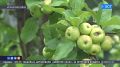 Из Башкирии за рубеж отправили более 100 тонн мёда
