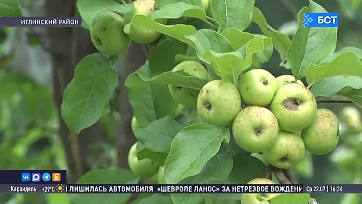 Из Башкирии за рубеж отправили более 100 тонн мёда