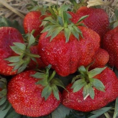 Клубника Маршмеллоу: английский сорт с нежным мармеладным вкусом