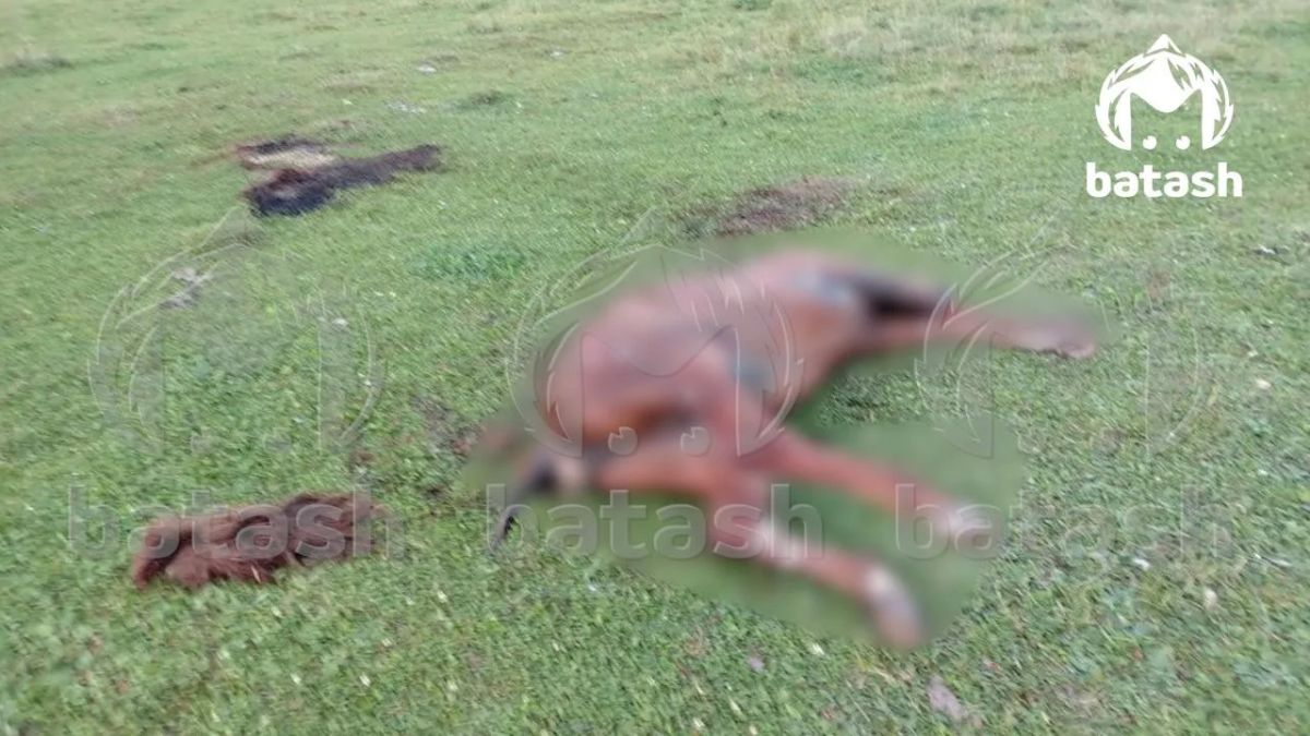 Три женщины чудом остались живы после встречи с медведем в Благовещенском районе Три женщины чудом остались живы после встречи с медведем в Благовещенском районе