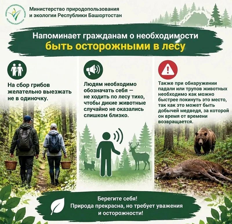 В Башкирии выросла численность бурых медведей