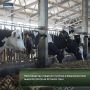 Производство товарного молока в Башкортостане выросло почти на 30 тысяч тонн