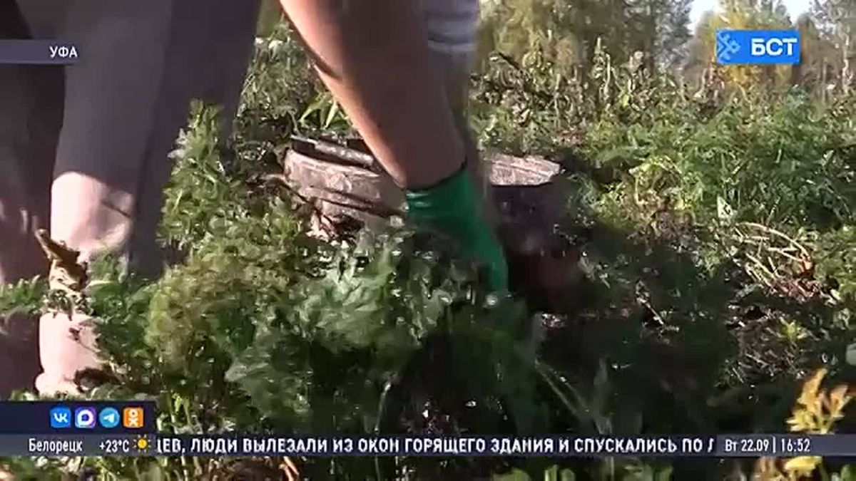 Аграрии Башкирии приступили к сбору урожая моркови