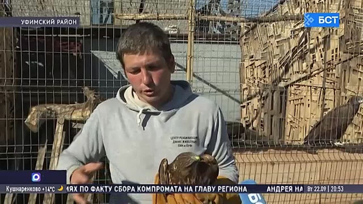 В Уфе участились случаи появления хищных птиц
