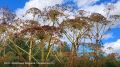 �� ������� ������� ���������� ����������� ����������������� ���������� ���� ��������� ��������� �������� 164 ��. �