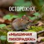 Минздрав Башкирии рассказал, как уберечься от мышиной лихорадки