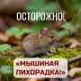 Минздрав Башкирии рассказал, как уберечься от мышиной лихорадки