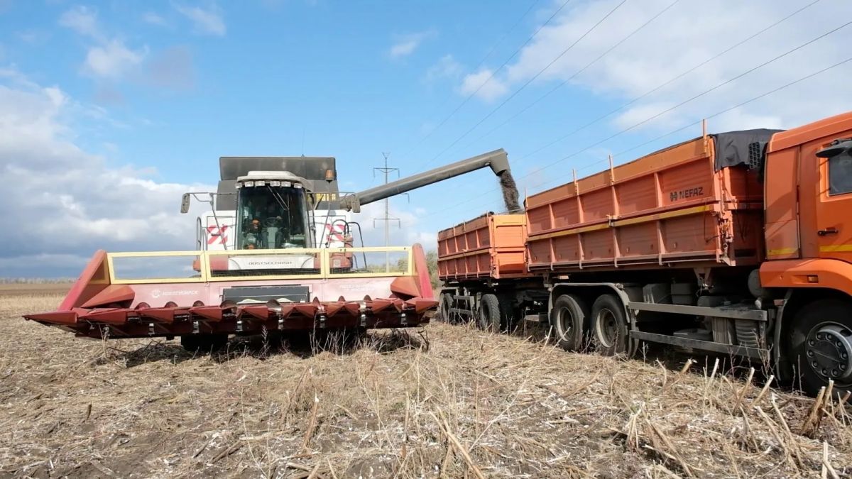 Хозяйства Республики Башкортостан к 1 октября обмолотили 165,8 тысячи гектаров подсолнечника
