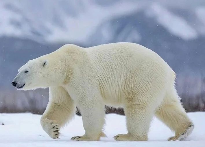 А вы знали, что белый медведь — не белый?