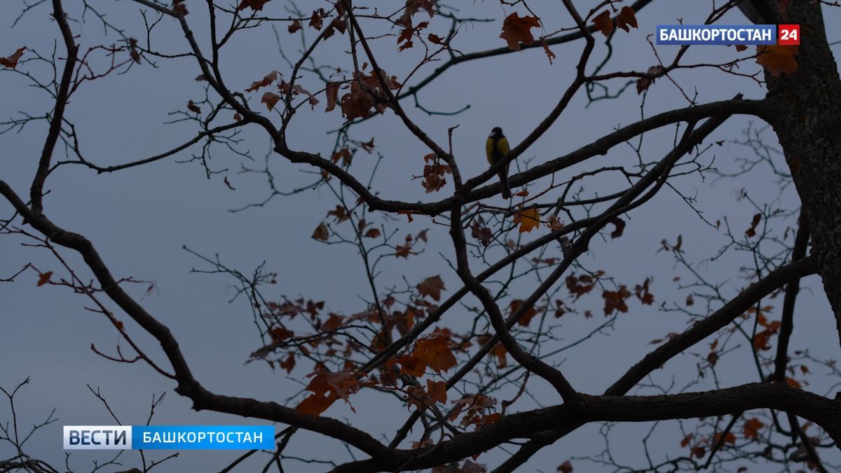 В Башкирии похолодает до -6°