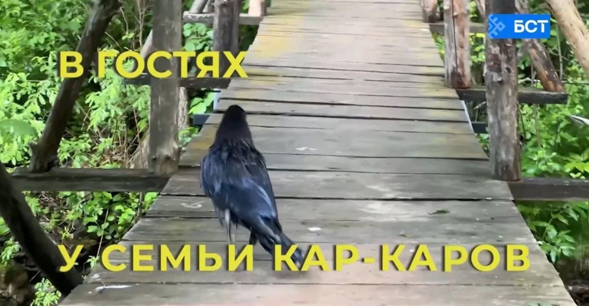 Волшебство природы и тайны пернатых: На канале БСТ - презентация роликов «В гостях у семьи КарКаров», снятые нашим коллегой Гузель Хамитовой при поддержке гранта Президентского фонда природы