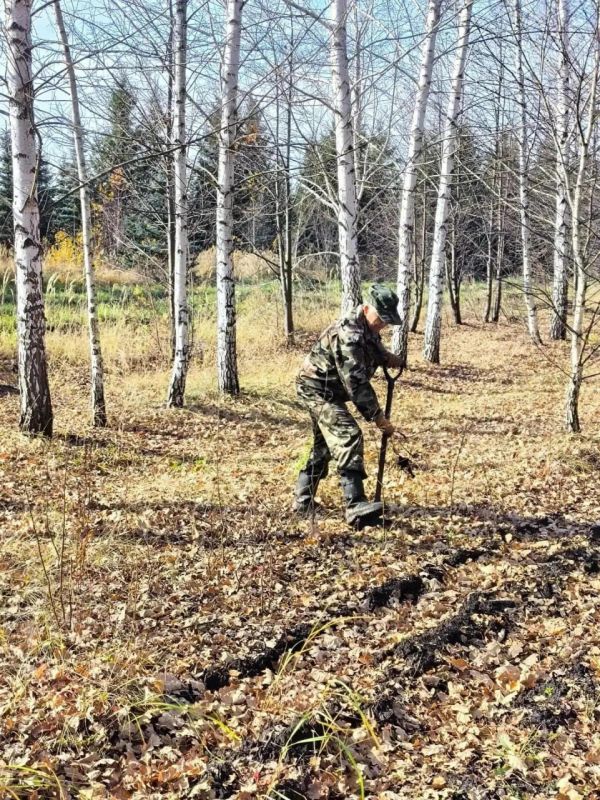 Благоприятные погодные условия способствуют проведению осенней посадки лесных культур Благоприятные погодные условия способствуют проведению осенней посадки лесных культур