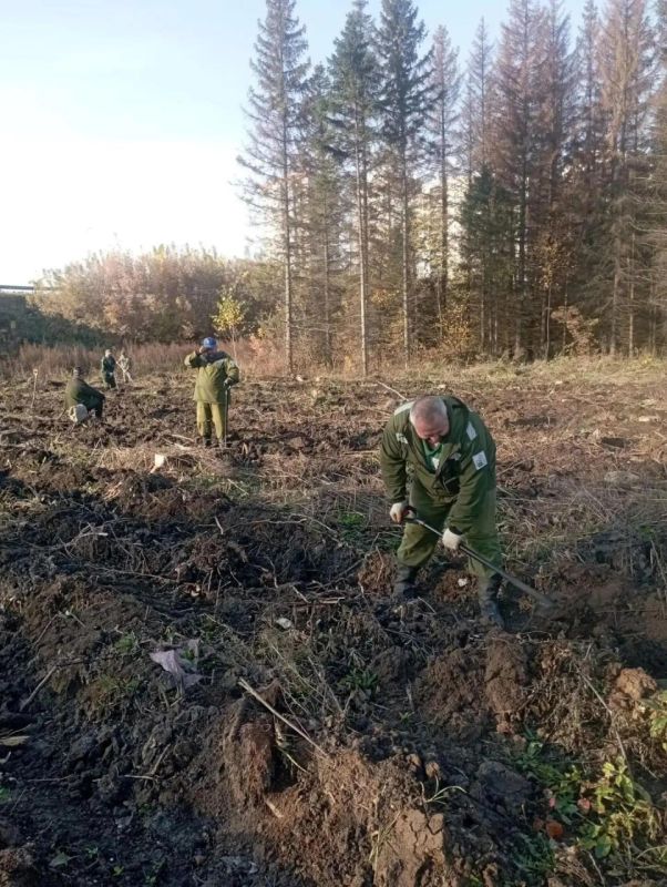 Благоприятные погодные условия способствуют проведению осенней посадки лесных культур