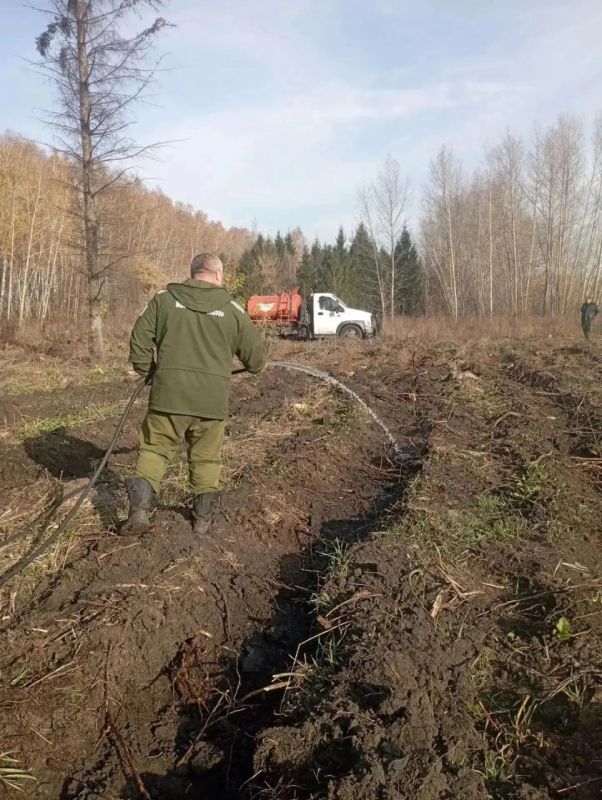 Благоприятные погодные условия способствуют проведению осенней посадки лесных культур Благоприятные погодные условия способствуют проведению осенней посадки лесных культур