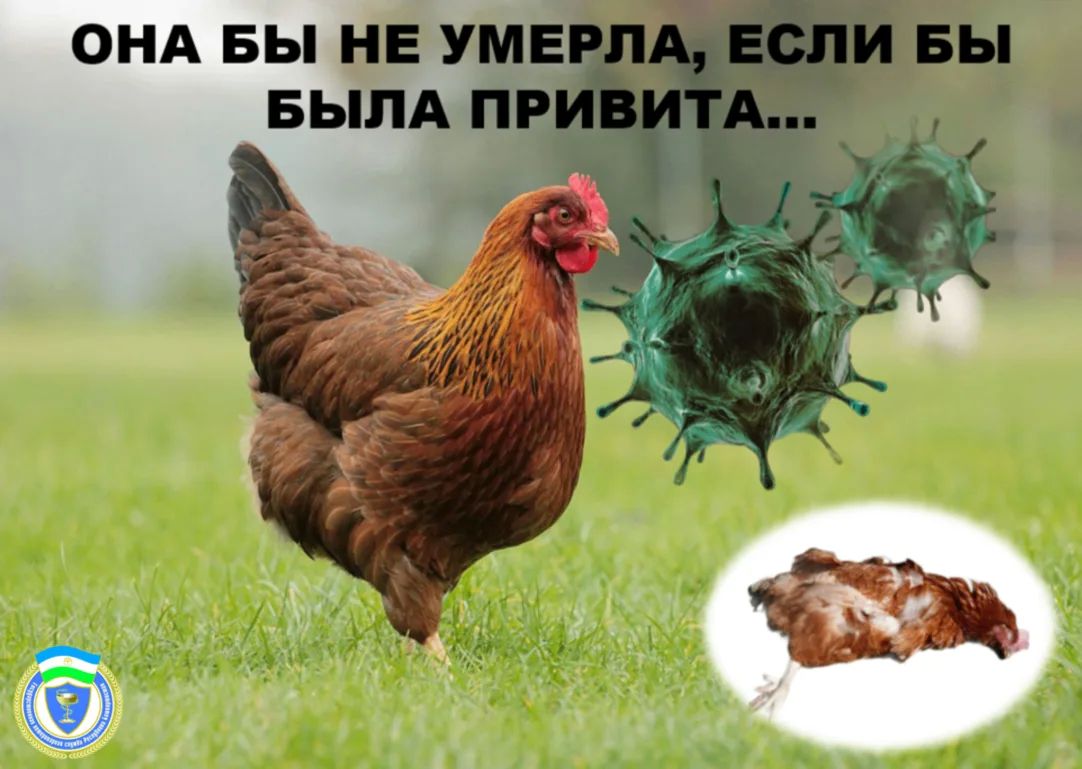 Грипп птиц — опасное заболевание, которое быстро распространяется и может привести к массовой гибели поголовья