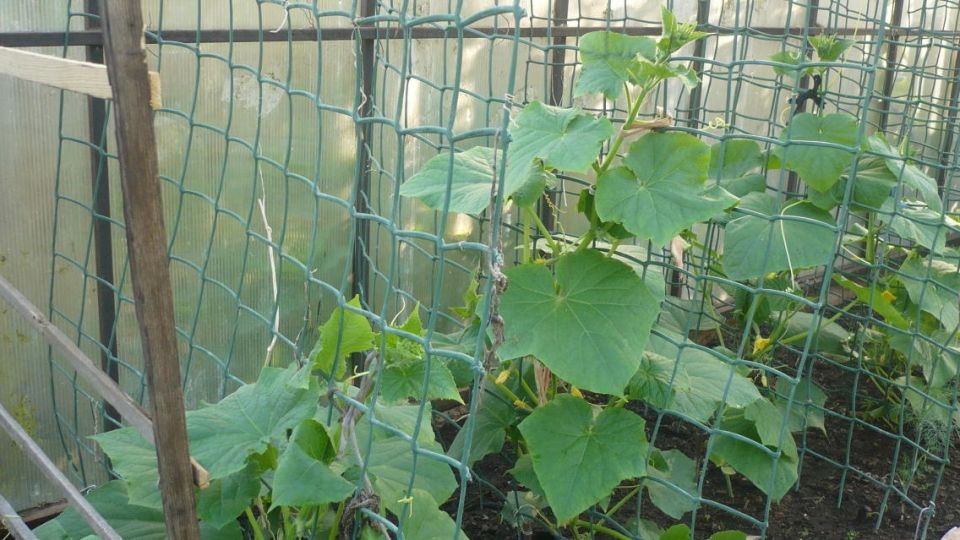 Эффективный метод защиты огурцов от медведки и стабильный урожай