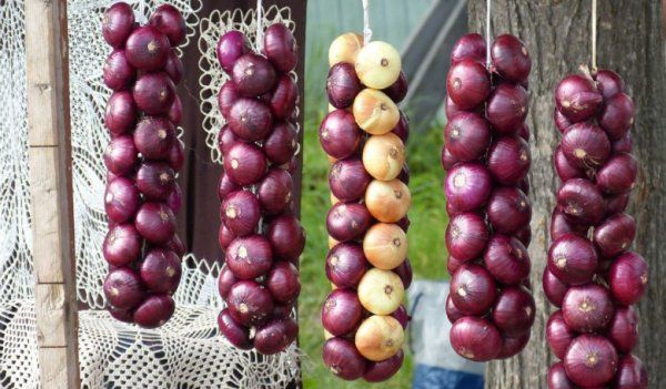 Косы лука: искусство и практичность