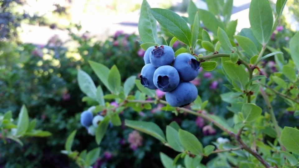 Три суперпродукта для улучшения памяти после 40