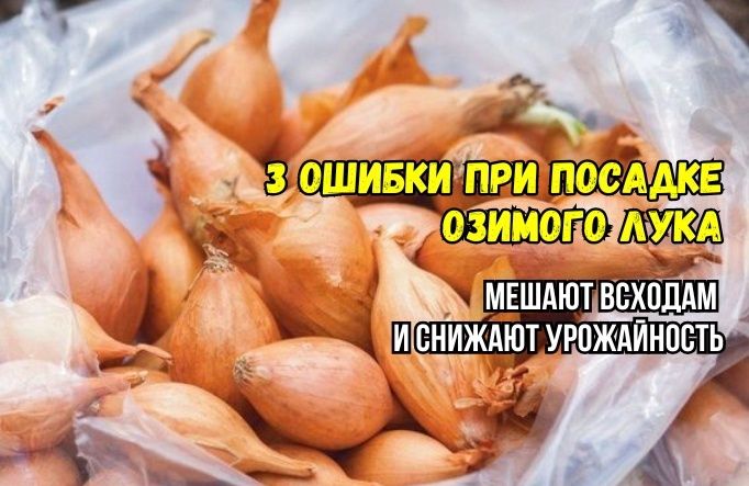 Ошибки при посадке озимого лука: как избежать бед с урожаем