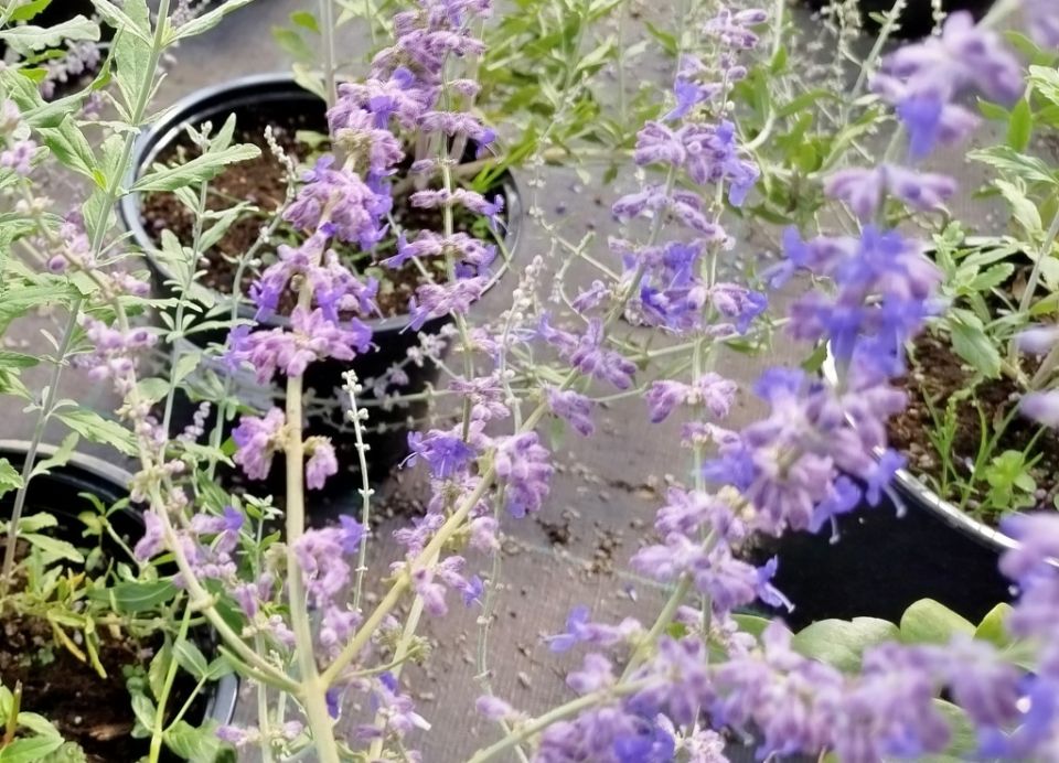 Перовския: секреты использования этого чудесного растения в саду