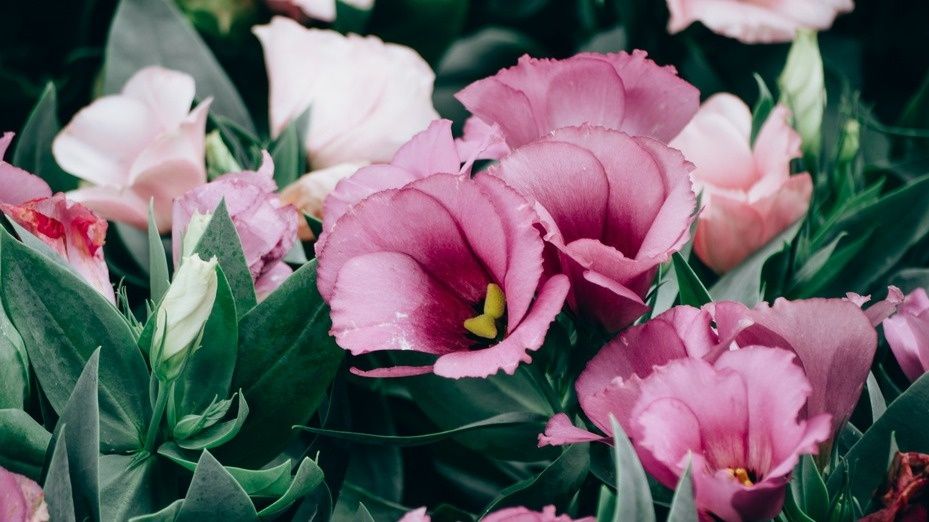 Эустома из семян: 5 секретов к растению мечты