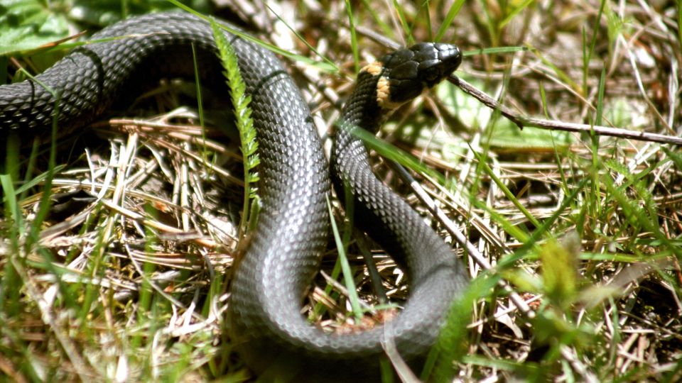 Уж или гадюка: как обезопасить свой отдых на природе от неприятных встреч