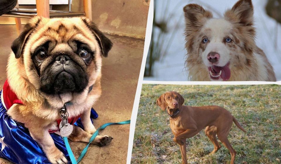 В поисках идеального компаньона: 8 пород собак, которые не терпят разлуки с хозяевами