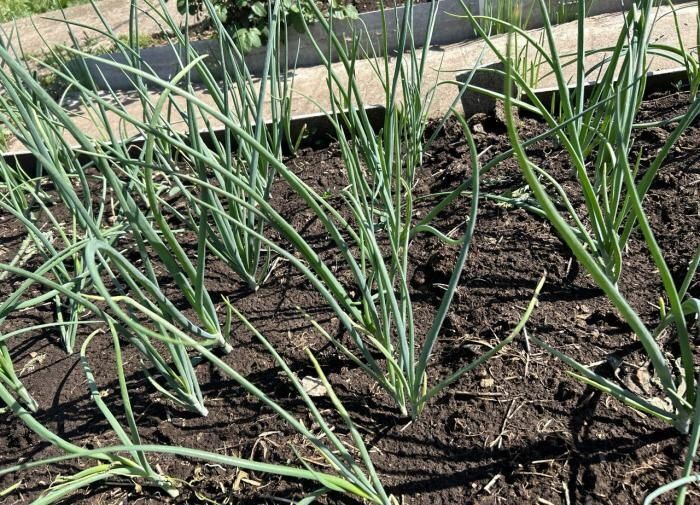 Тайны успешного выращивания лука: секреты и советы для садоводов