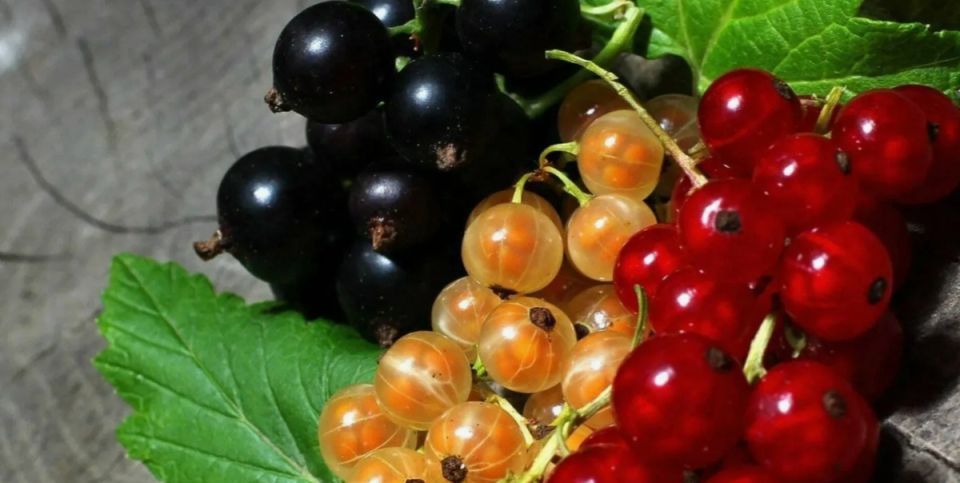 Смородина: секреты успешной подкормки для сладких ягод