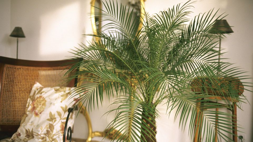 Придется смириться: ни в коем случае не делайте этого, иначе финиковая пальма погибнет