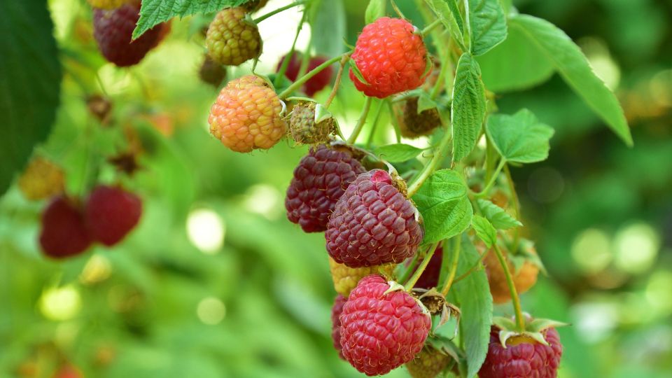 Хуже этого соседа для малины — только яд: и близко не вздумайте посадить