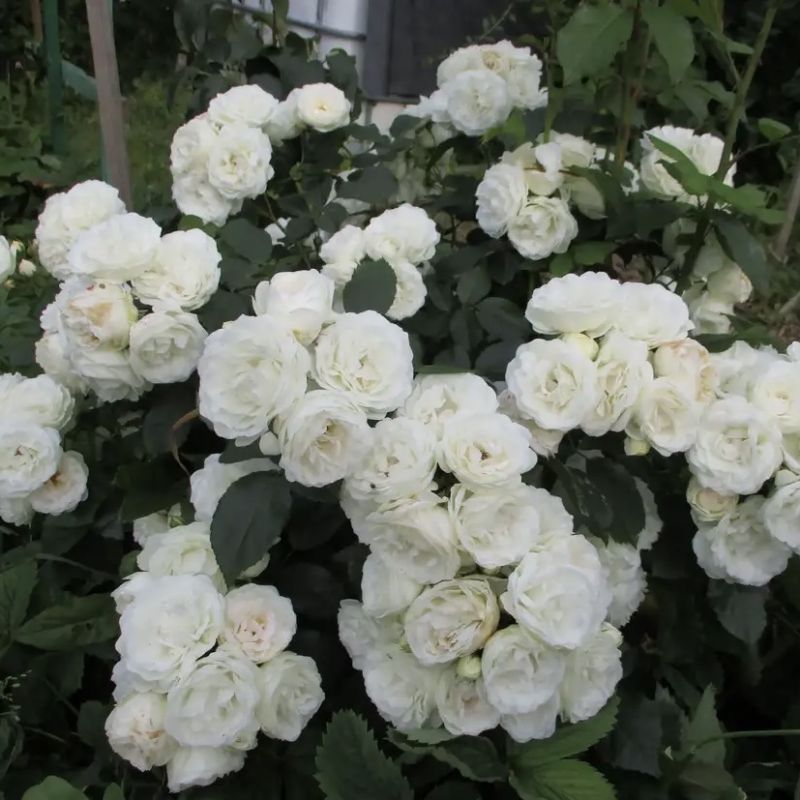 Секреты успешного ухода за розами в конце лета