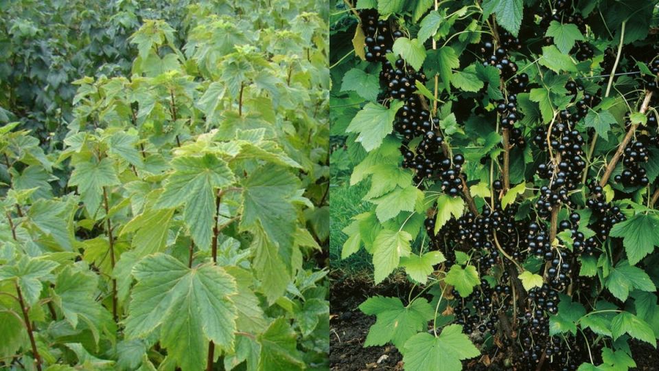 Возрождение черной смородины: как обратная обрезка изменила ситуацию
