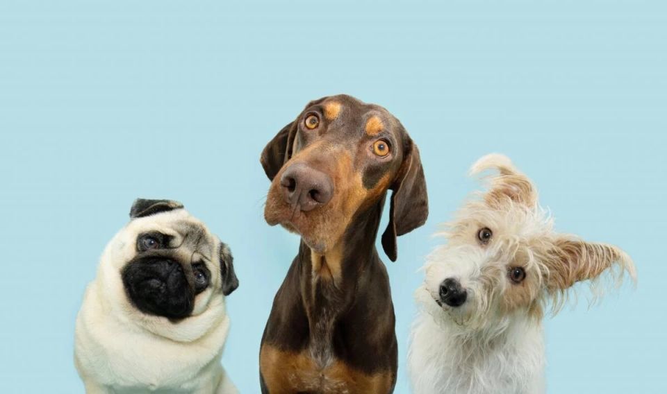 Умиляющие наклоны: почему собаки внимательно слушают своих хозяев