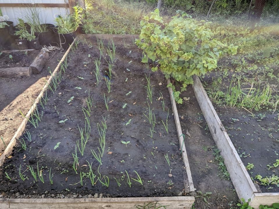 Как вырастить идеальные кабачки: всего два куста для счастья